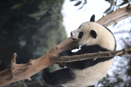 panda climbing treeの写真素材