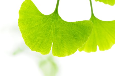 Fresh Leaves Ginkgoの写真素材