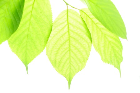 Fresh Leaves