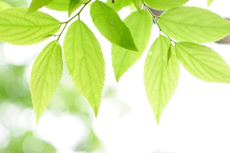 Fresh Leavesの写真素材