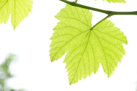 Fresh grape Leavesの写真素材