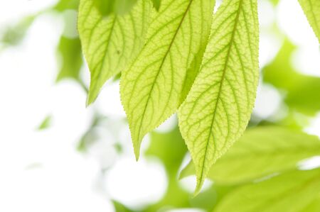 Fresh Leavesの写真素材
