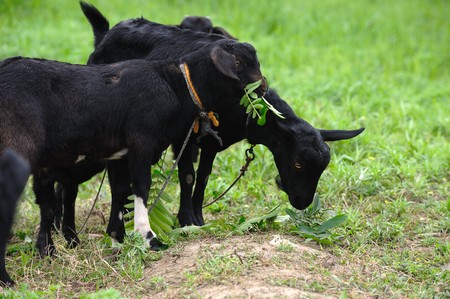 black goat on green grassの写真素材