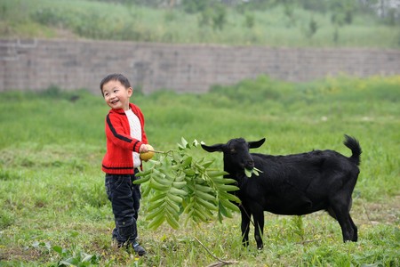 asian boy and black goatの写真素材