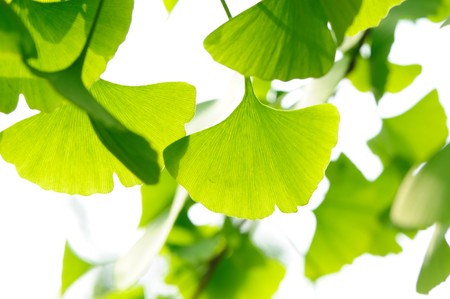 Fresh Leaves Ginkgoの写真素材