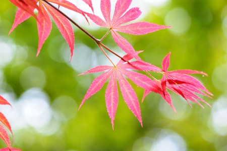 Red leavesの写真素材