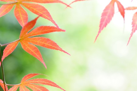 Red leavesの写真素材