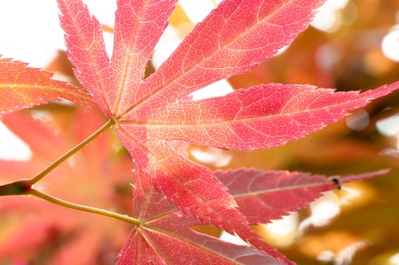 Red leaves