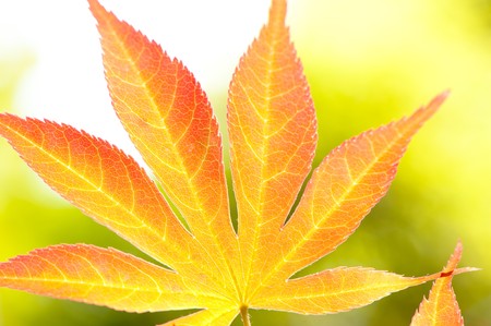 Red leavesの写真素材