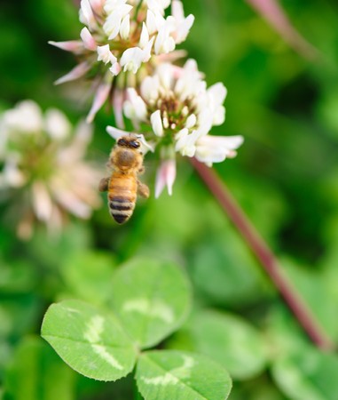 flying bee white flower on green grass background