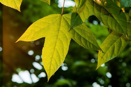 leaf in sunshineの写真素材