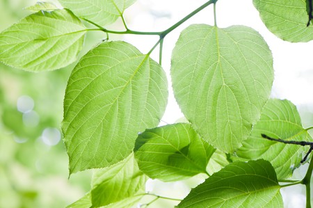 fresh green leaves