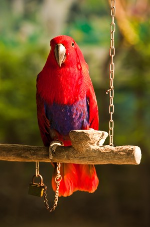 a green wings macaw with an attitude posing for the camera