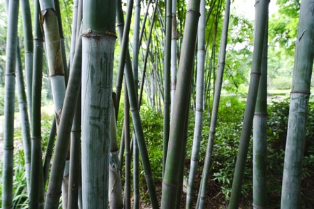 bambooの写真素材