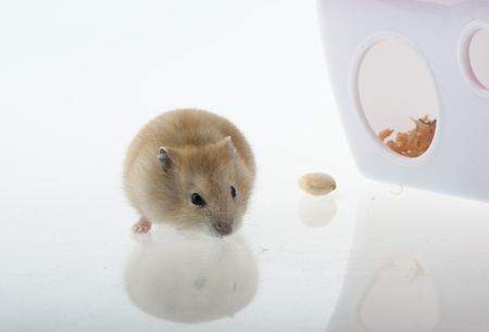 A cute little mouse, living in a small house there.の写真素材