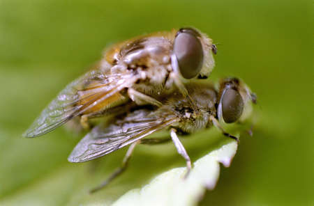 Fliesの写真素材