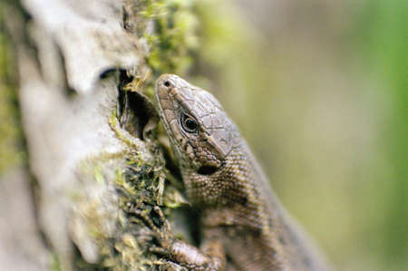 Lizardの写真素材