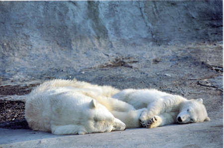 White bearsの写真素材