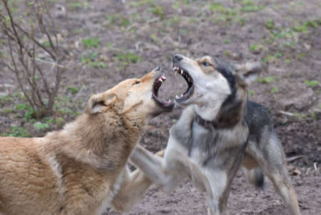 Dogs playの写真素材