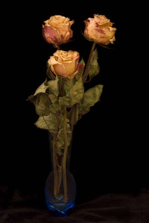 Dry roses in a blue vase, black backgroundの写真素材