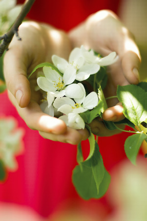 spring white Apple flowers in handsの写真素材