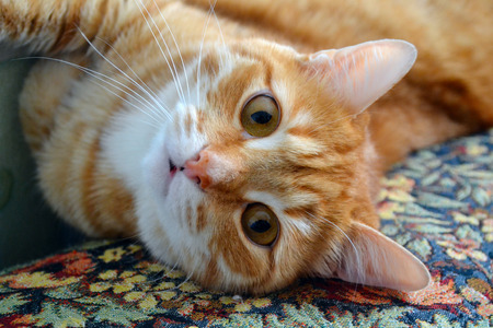 adult red cat with big eyesの写真素材