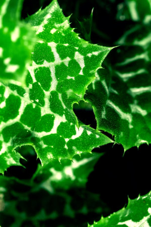 beautiful leaves of wild nettle bright green close-up, natural backgroundの写真素材