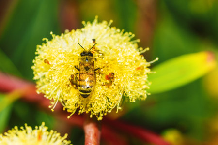 honey bee on a flower with flower pollen on its paws close - up , macroの写真素材