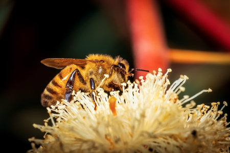 honey bee on a flower with flower pollen on its paws close - up , macroの写真素材