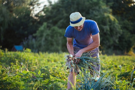 Young farmer in hat harvesting onion on the field of organic eco farm. Man holding bunch of onion in...