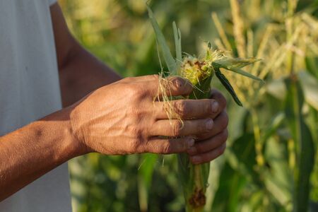Farmer inspecting corn crop at field of organic eco farm