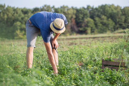 Young farmer in hat harvesting fresh crop of parsley by knife and putting it in wood box at field of organic eco farm. Real working process of farmer's routineの写真素材
