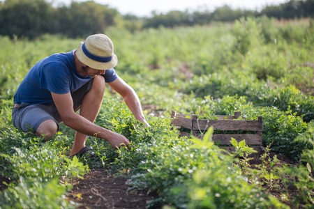 Young farmer in hat harvesting fresh crop of parsley by knife and putting it in wood box at field of organic eco farm. Real working process of farmer's routineの写真素材