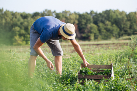 Young farmer in hat harvesting fresh crop of parsley by knife and putting it in wood box at field of organic eco farm. Real working process of farmer's routineの写真素材