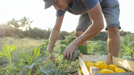 Young farmer harvesting a bush pumpkin in wood box at field of organic farm. Real working process at...