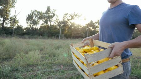 Young farmer going on the field with wooden box of organic bush pumpkin. Fresh crop of vegetables in...