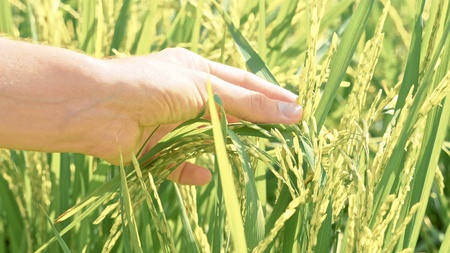 Close-up of female hand is checking a growing unripe rice at rice field