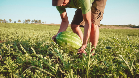 Young farmer harvesting watermelon crop at field of organic farm.の写真素材