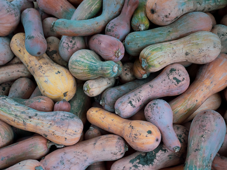 A lot pumpkins at farm field. Heap of autumn harvest.の写真素材