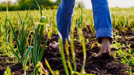 Barefoot farmer goes on the ground among the pea beds.の写真素材