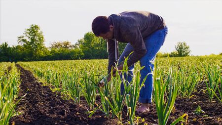 Barefoot man on field tears green garlic