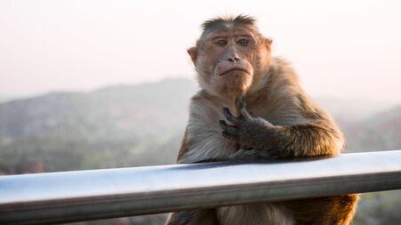 Portrait of monkey near steel railing with mountain landscape on the background
