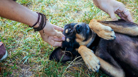 Woman is gently stroking mongrel dog outdoor, close-upの写真素材