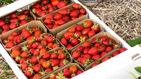 Pasteboard with strawberry on the farm field is ready to delivery.