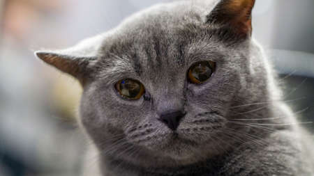 british shorthair cat breedの写真素材