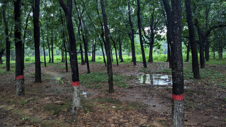 Rubber trees in the forest with red mark on the ground.