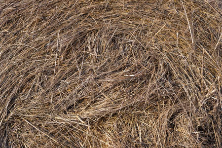 background of dry pressed hay