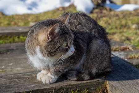 A little kitten basks in the sun on a March dayの写真素材