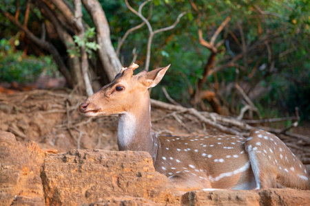 Wild spotted deer close-up. Trincomalee, Sri Lankaの写真素材
