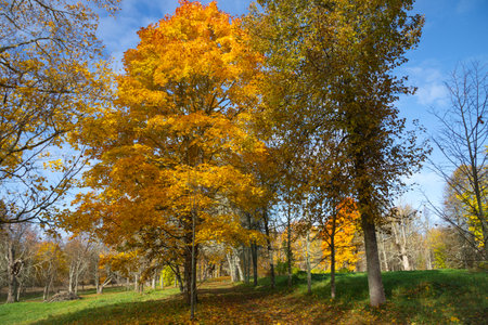 Autumn day in the park. Pskov region, Russia